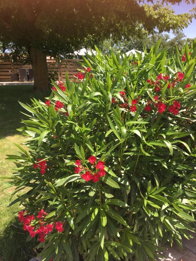 Domaine De La Vigne Acomodação com café da manhã Cadalen Exterior foto